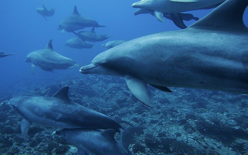 gallbladderliver Chronology Woodhull dolphins underwater