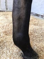 gallbladderliver Chronology Micronize problem