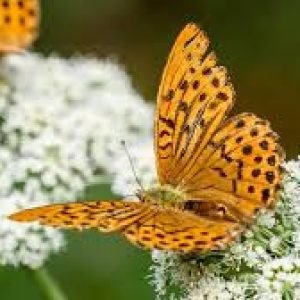 gallbladderliver Chronology Woodhull butterfly