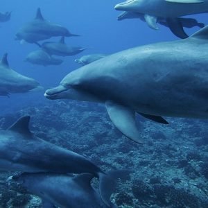 gallbladderliver Chronology Woodhull dolphins underwater