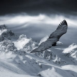 gallbladderliver Chronology Woodhull mountains winter snow eagle